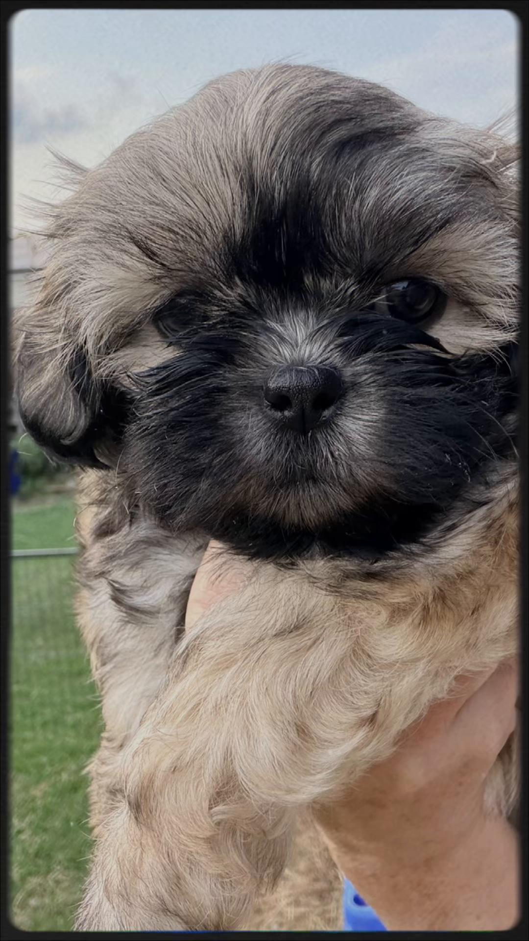 @Twilight Shih Tzu