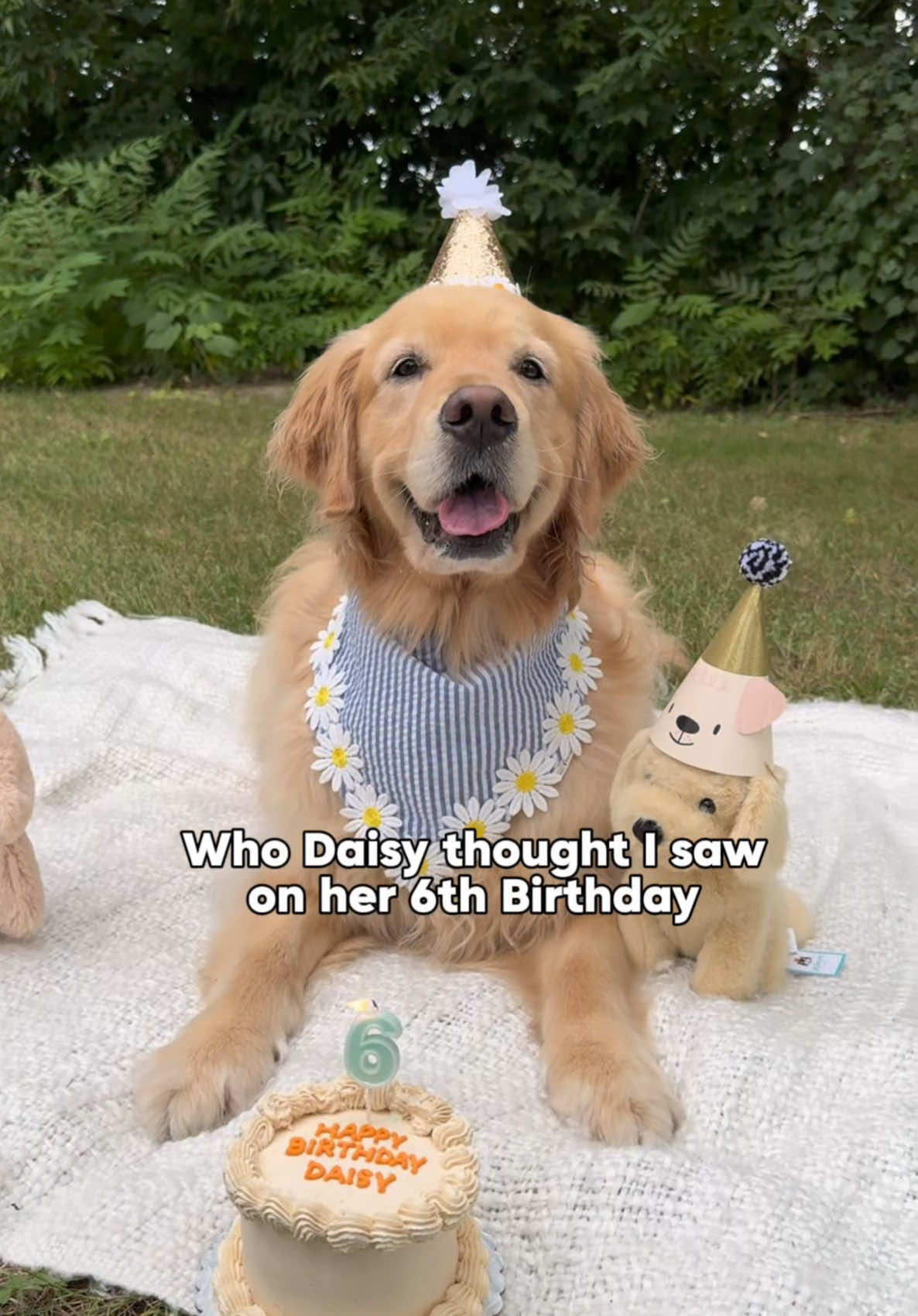 @Daisy & Maple the Goldens
