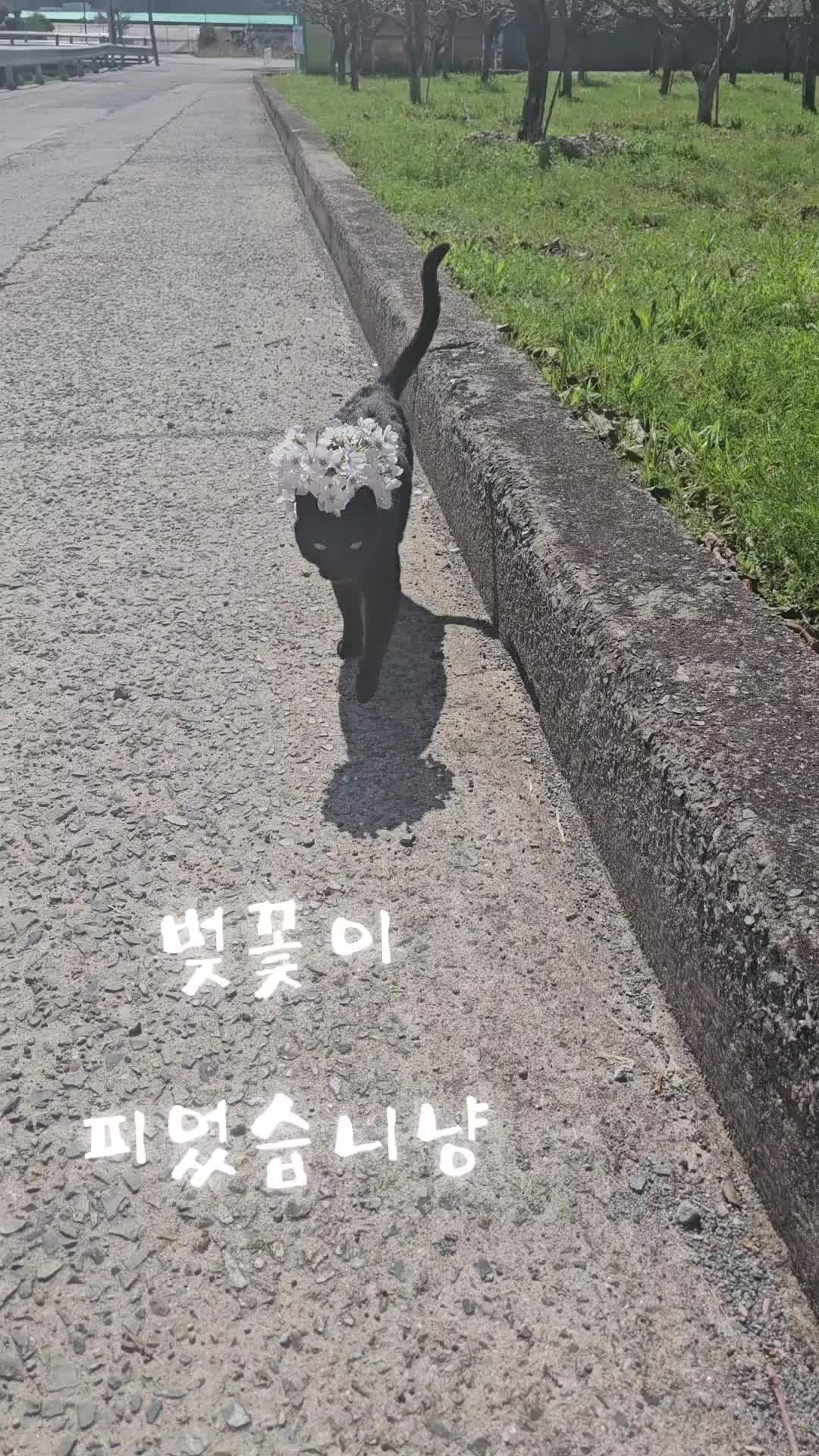 @검은고양이 터보