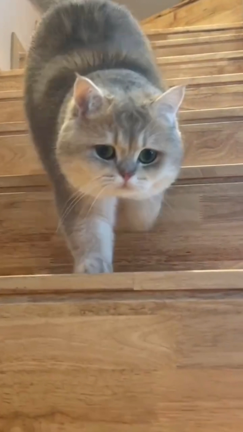 @DDhousepet