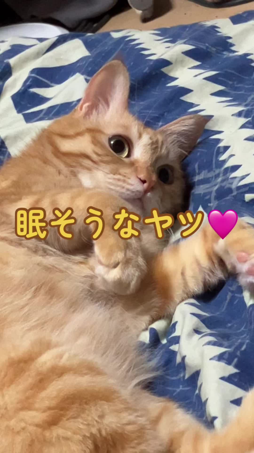@茶トラ商店