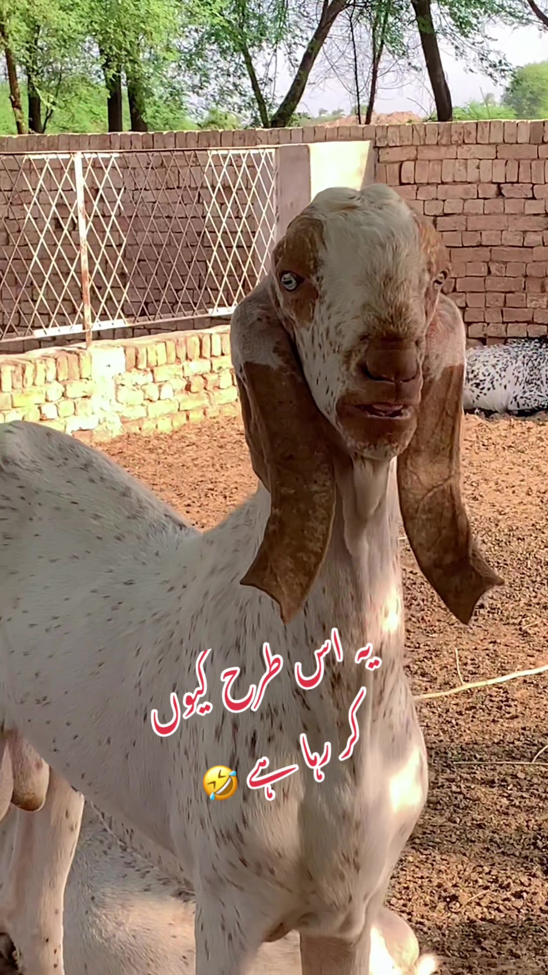 @Ayyan goat