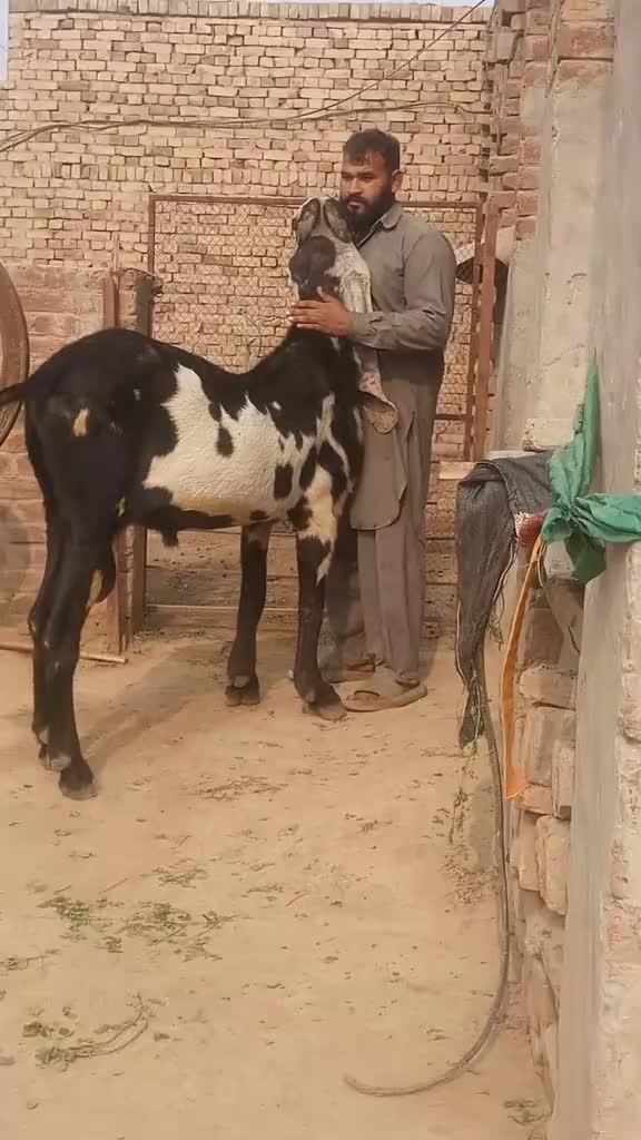 @Sufyan Gujjar