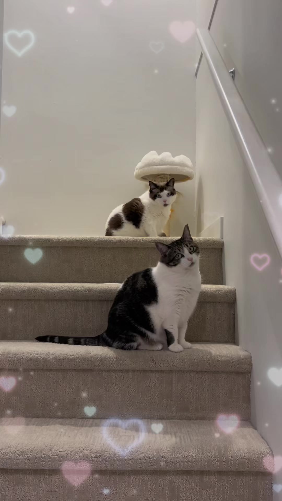 @寿司的儿子是鱼生
