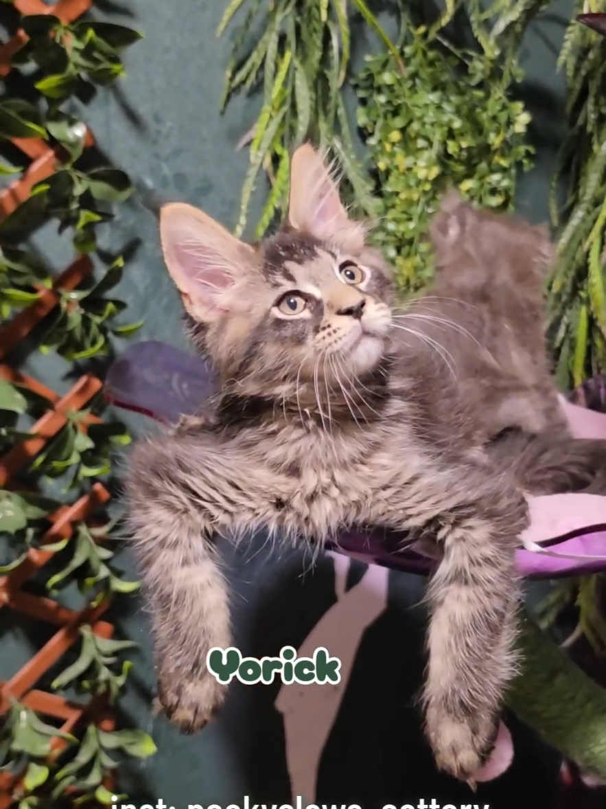 @Peaky Claws Cattery