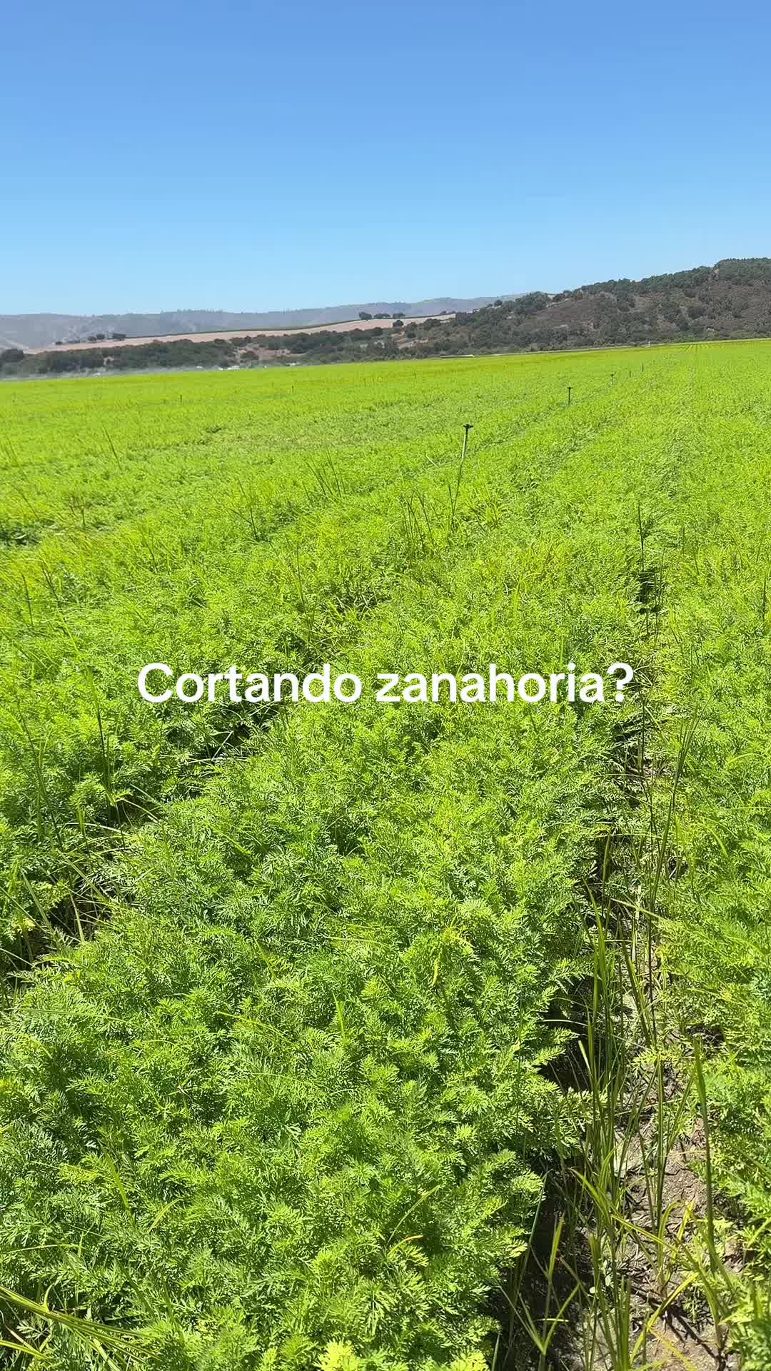 @luz Altamirano