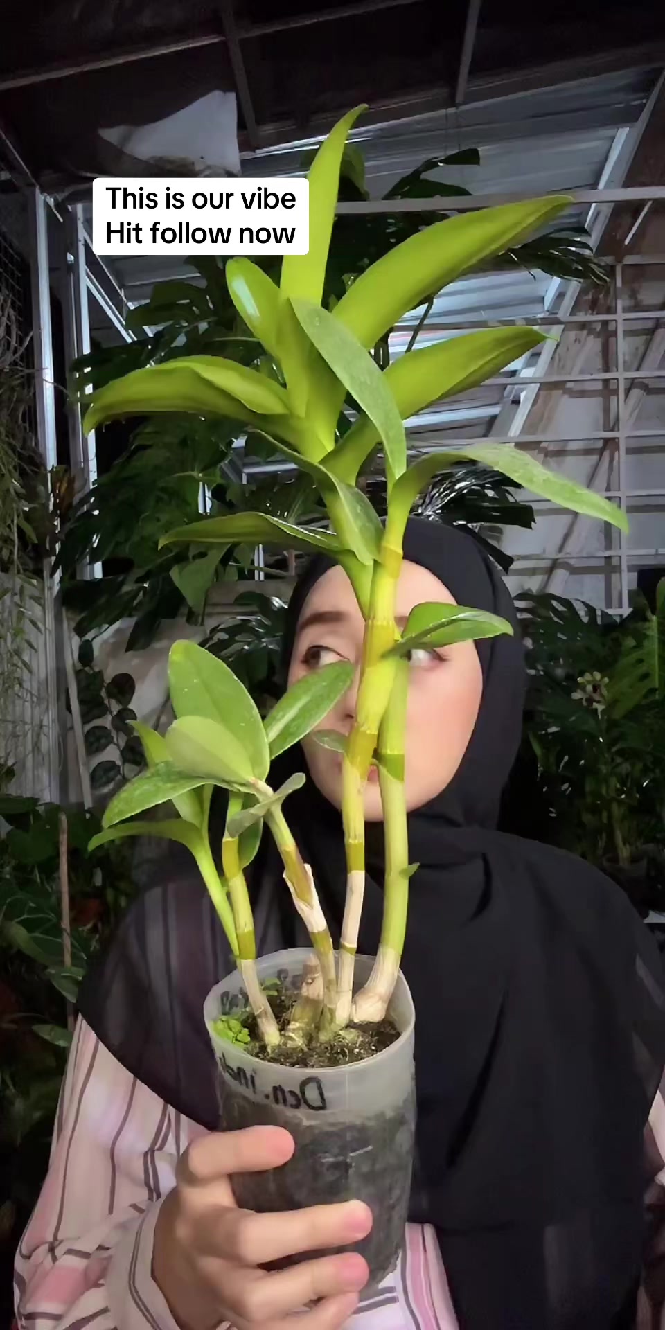 @Anggina Orchid