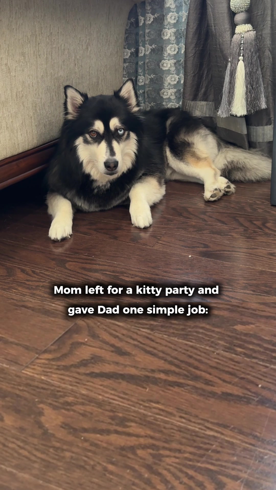@Zeus the Pomsky🐾