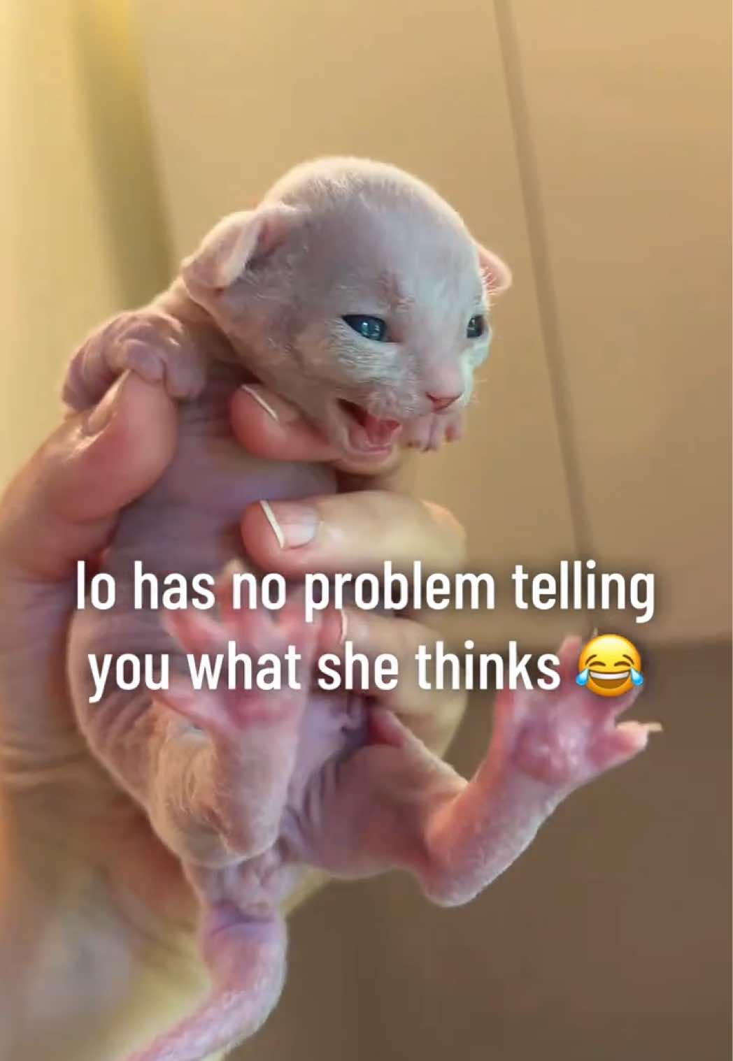 @Boba&rsquo;s Buds Minskin Cats