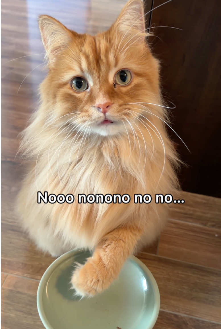 @The Oreo Cat