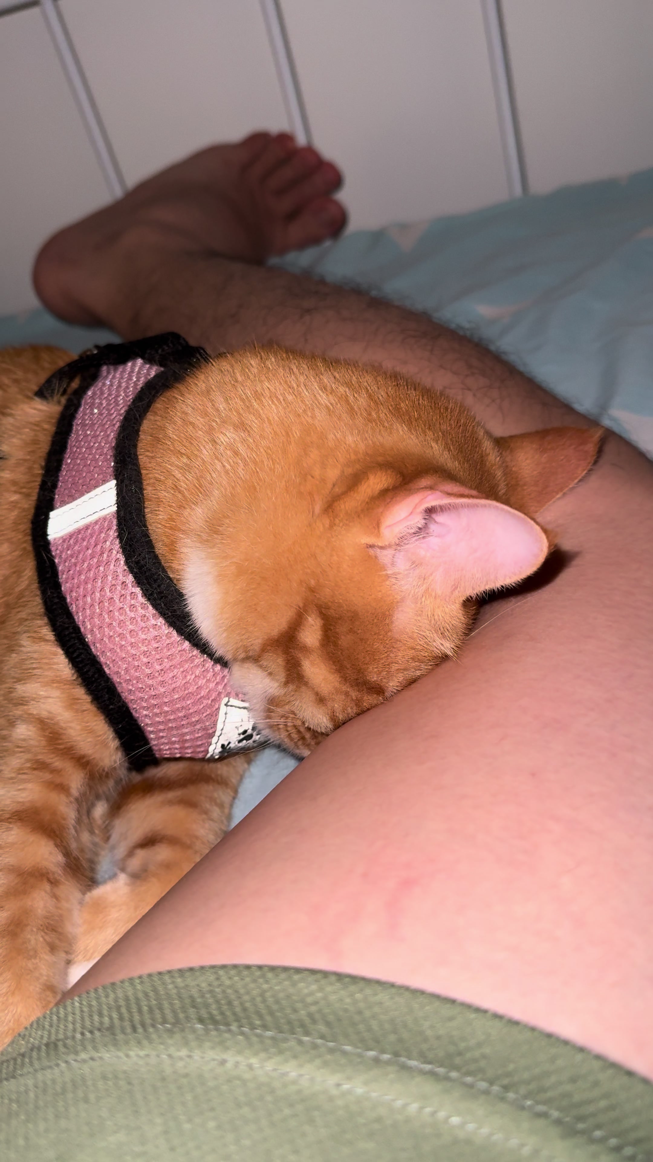@Lulu