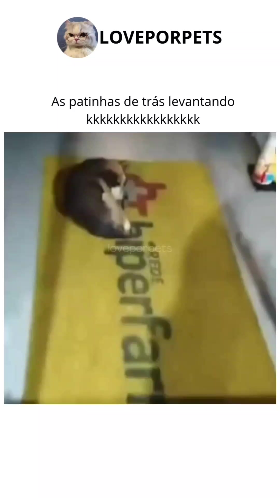 @LOVE POR PETS