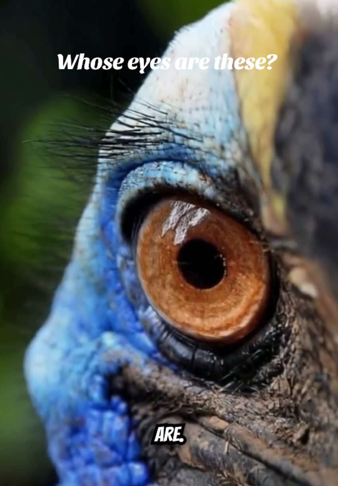 @Unique Bird Facts