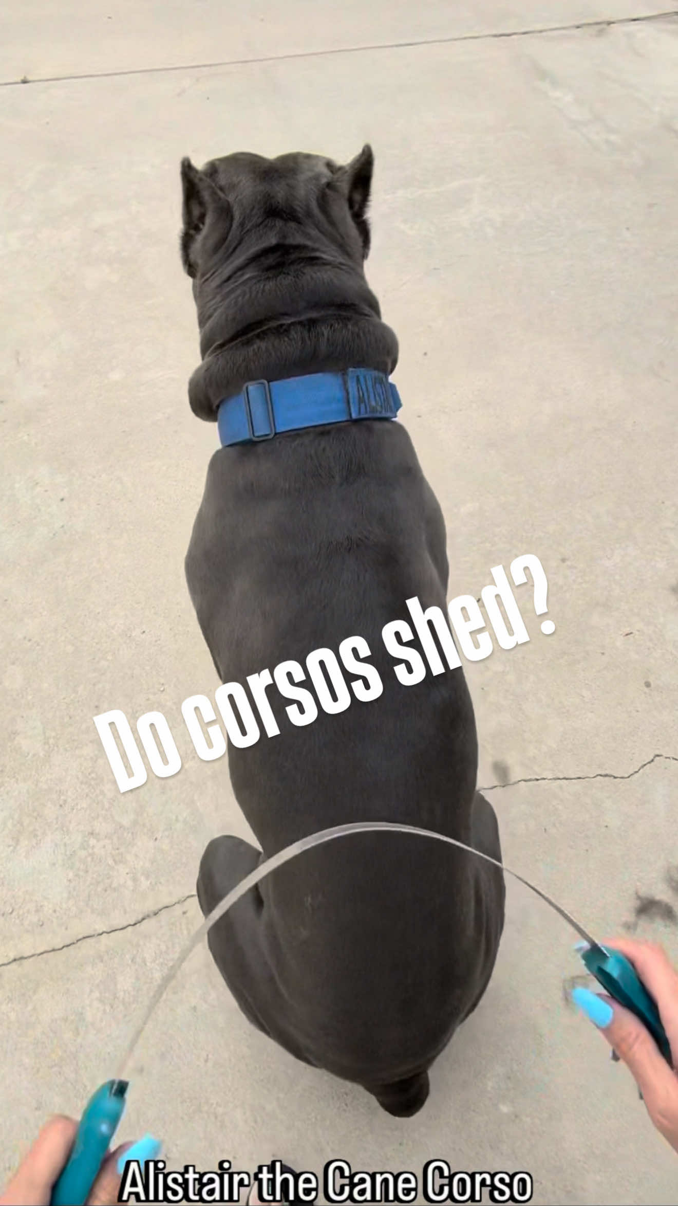 @Alistair the Cane Corso