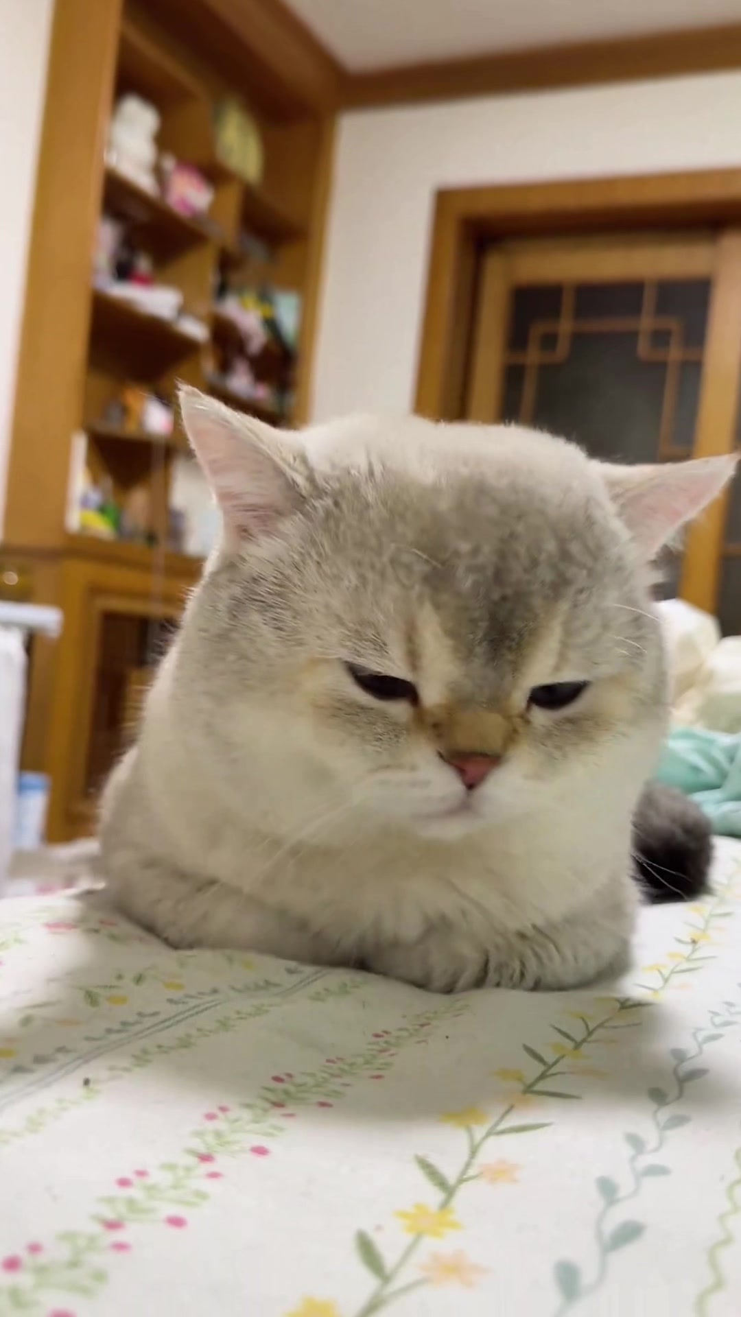 @Cute_kitten