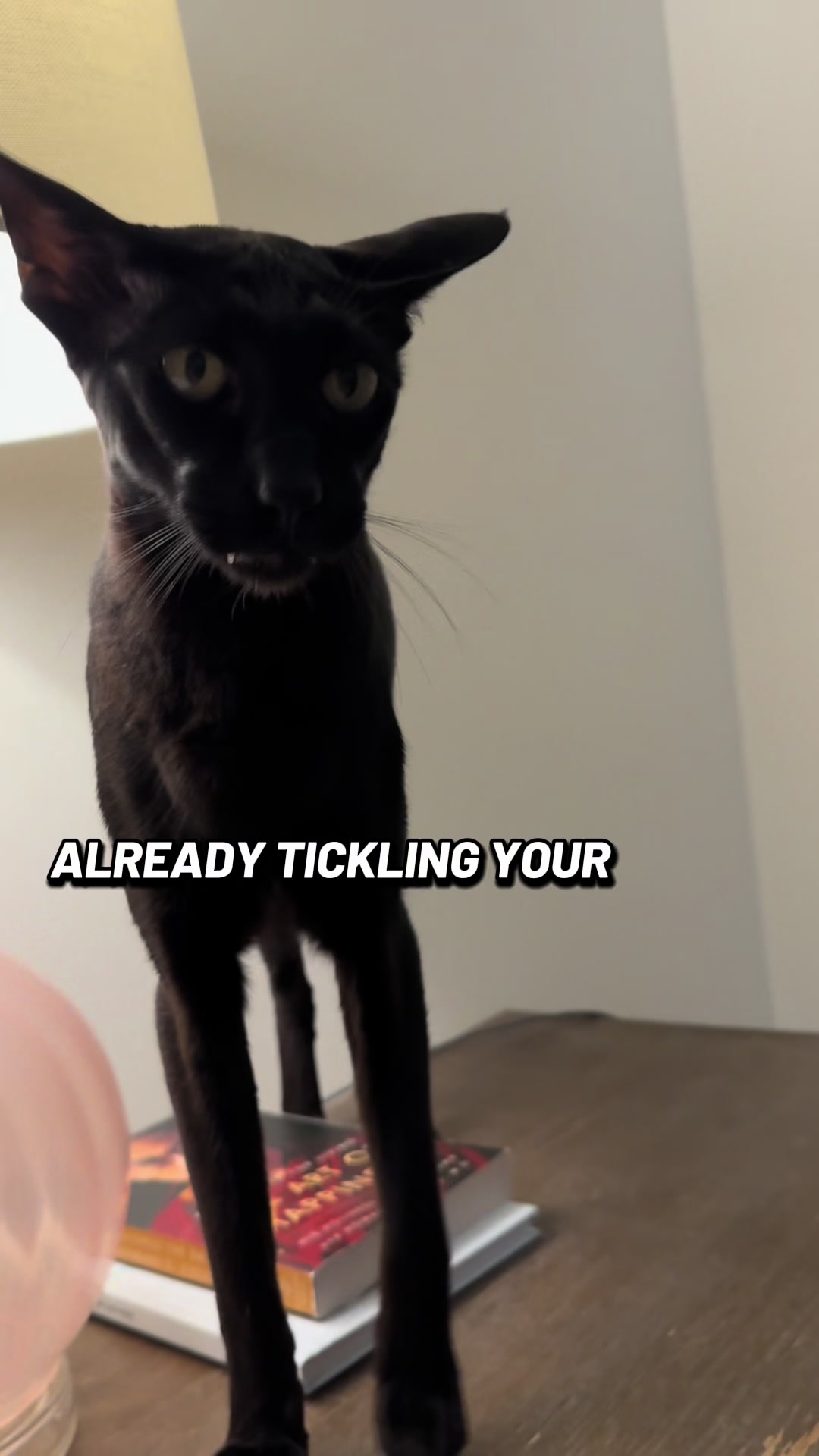 @hobbikats
