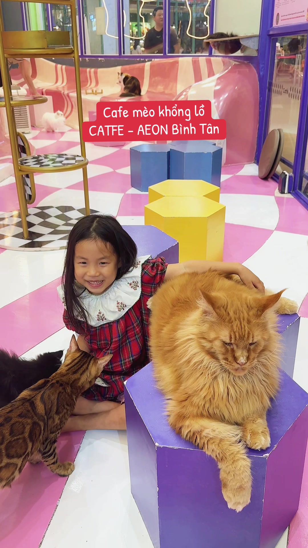 @Catfe 🐱
