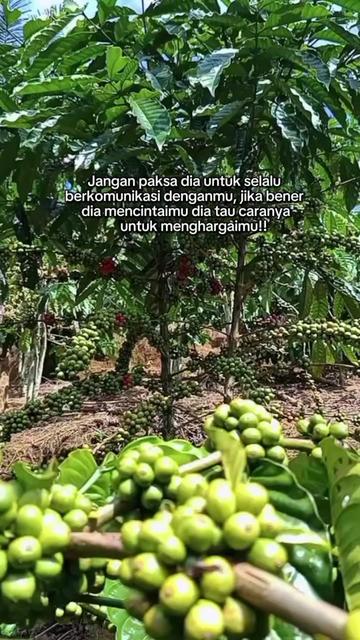@PetaniMuda