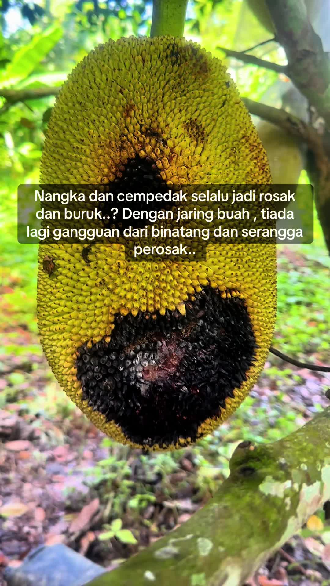 @Azmi Azmi Ramli