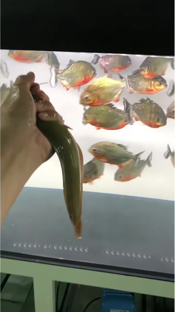 @Monsterfishkeeper