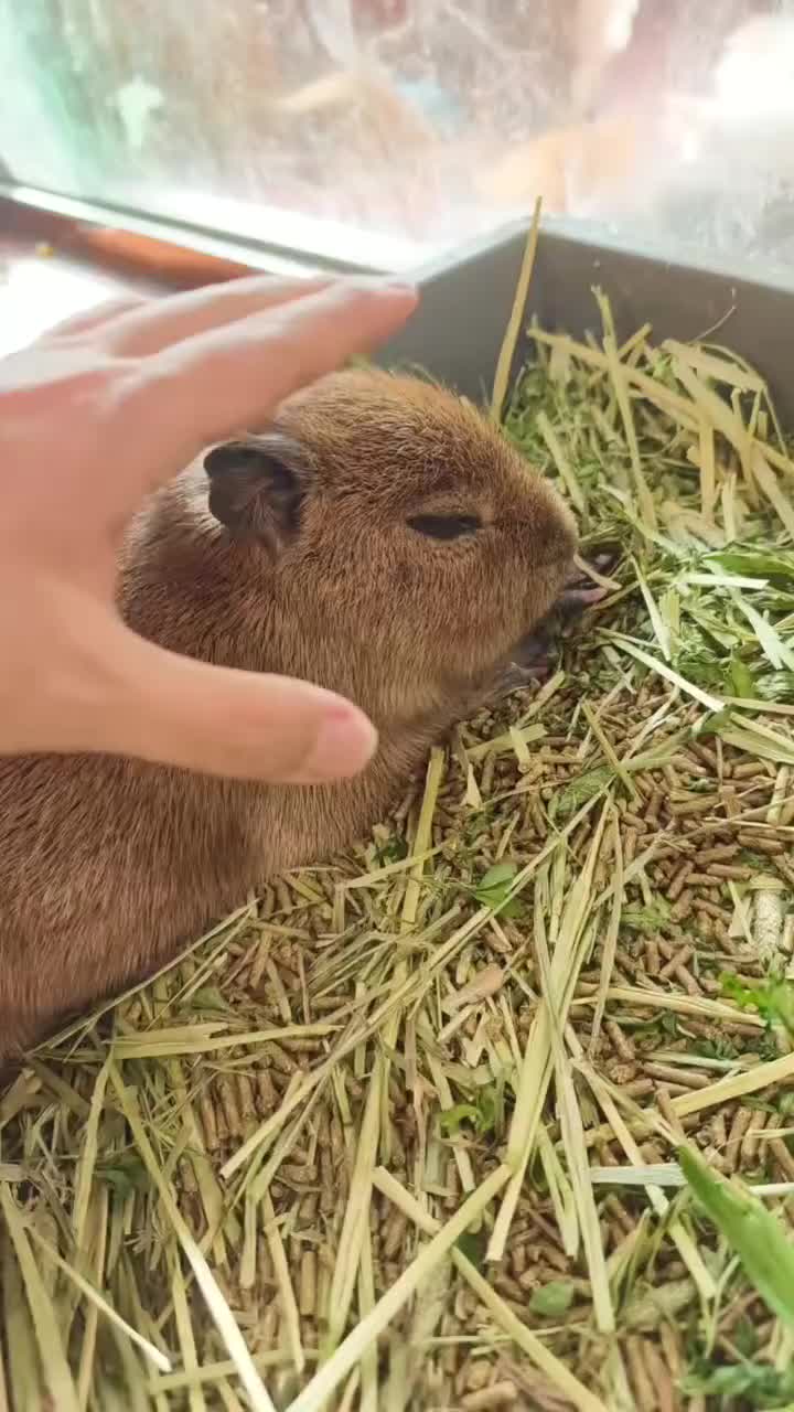 @capybara121224