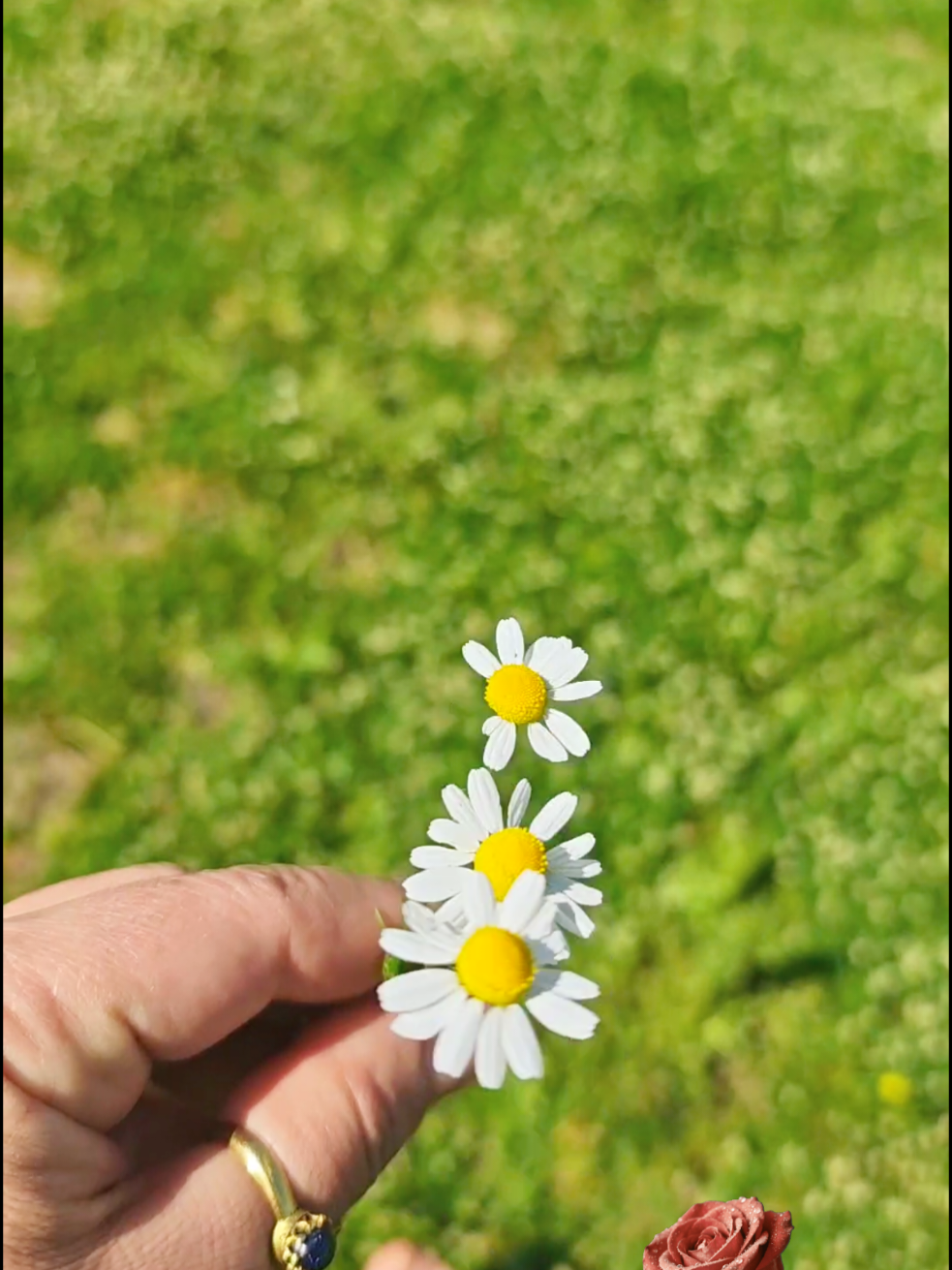 @g&uuml;l_ygt34