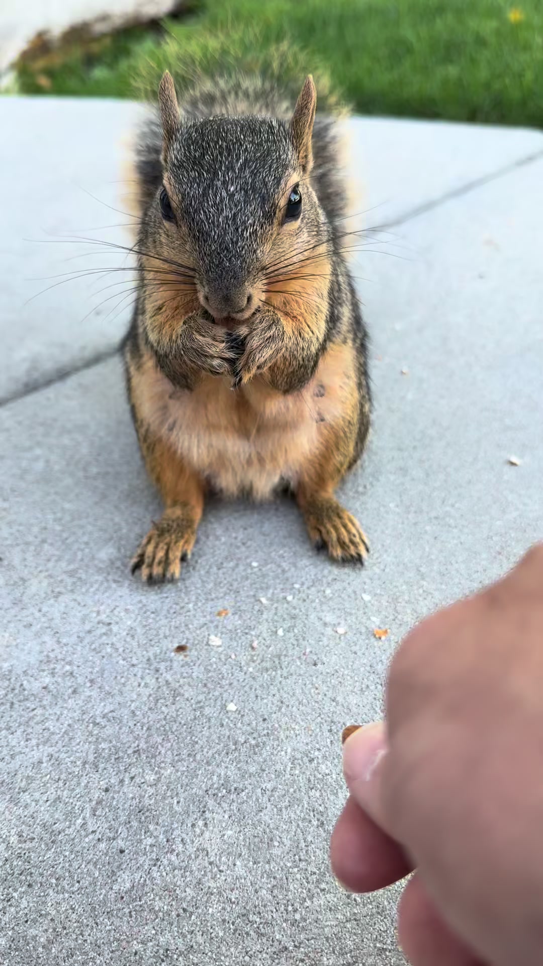 @Squirrel Guy