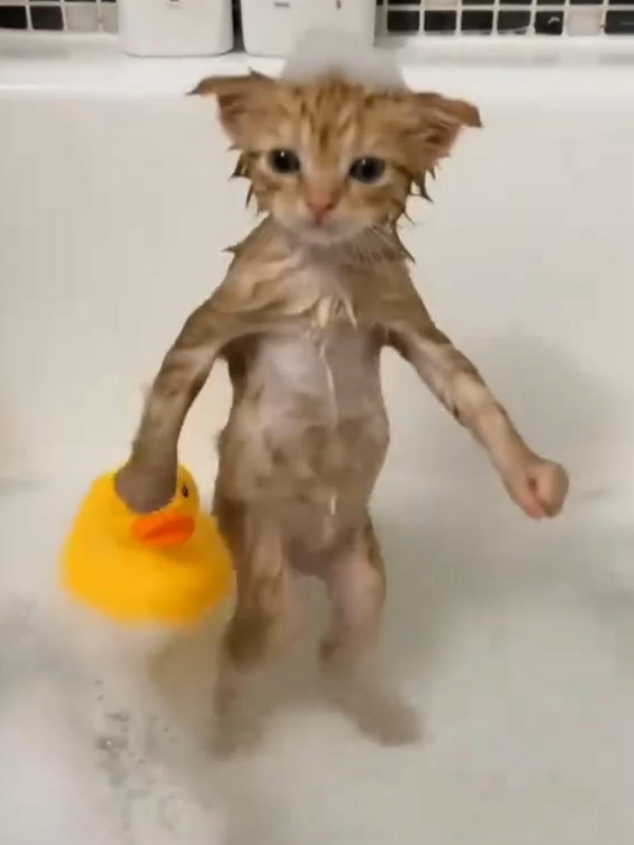 @Gatosetravessuras@10