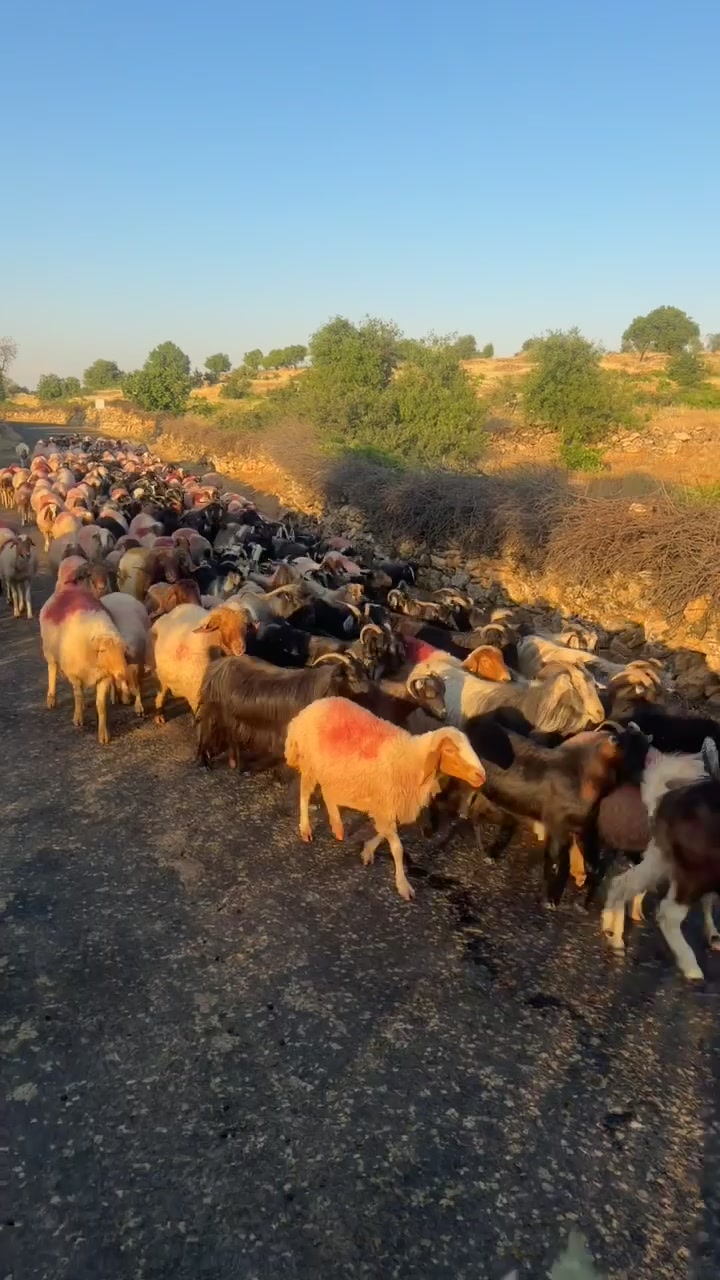 @VEDATDOĞAN2147