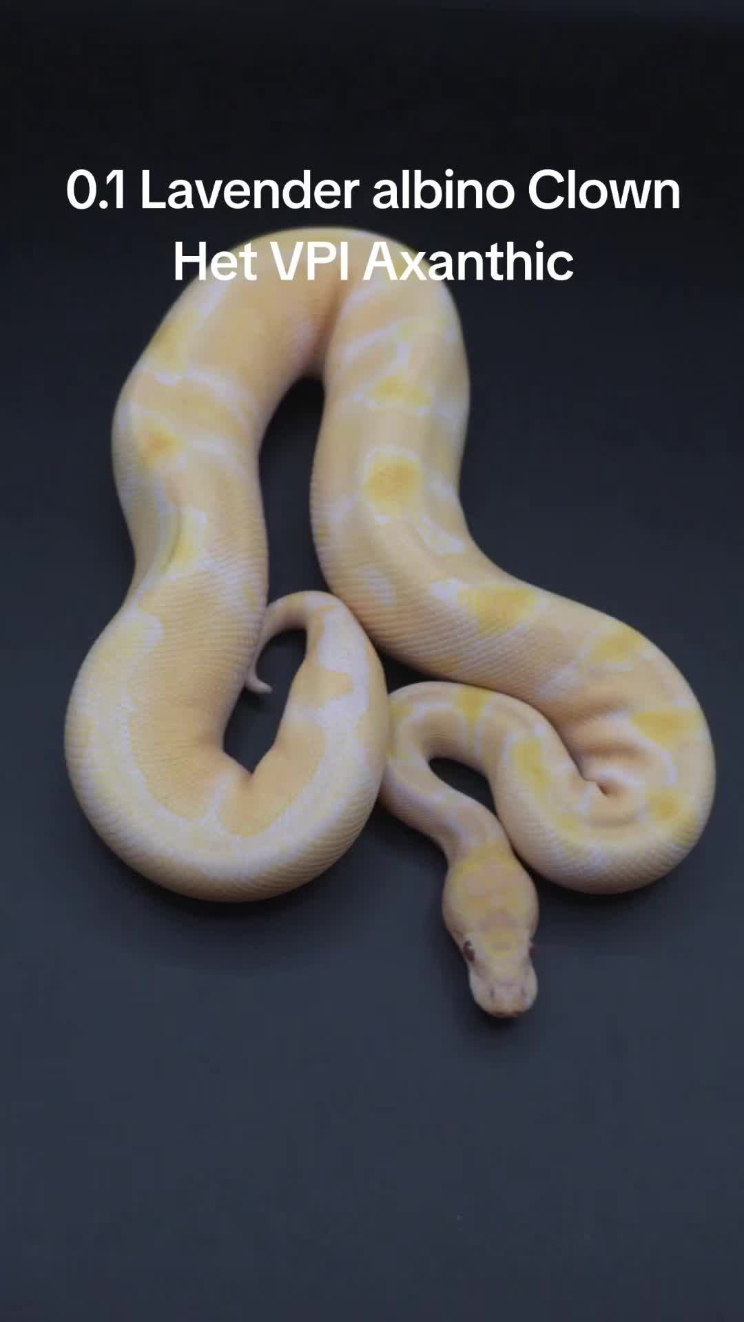@Proxima Reptilis