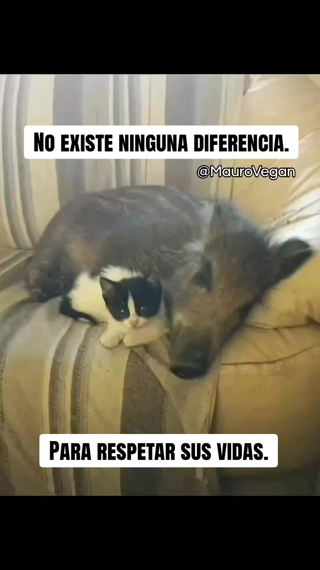 @Mauro Vegan🐑