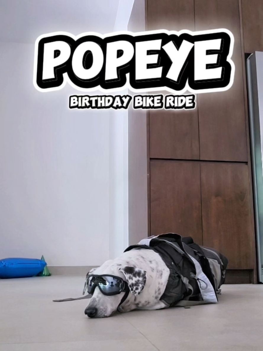 @Popeye | The Tama Bike Dog