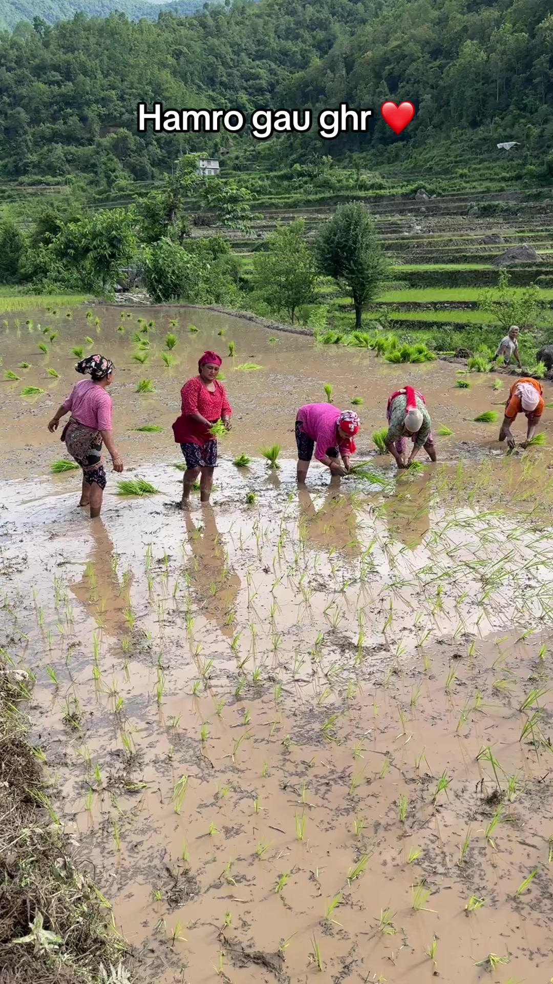 @Manish Adhikari