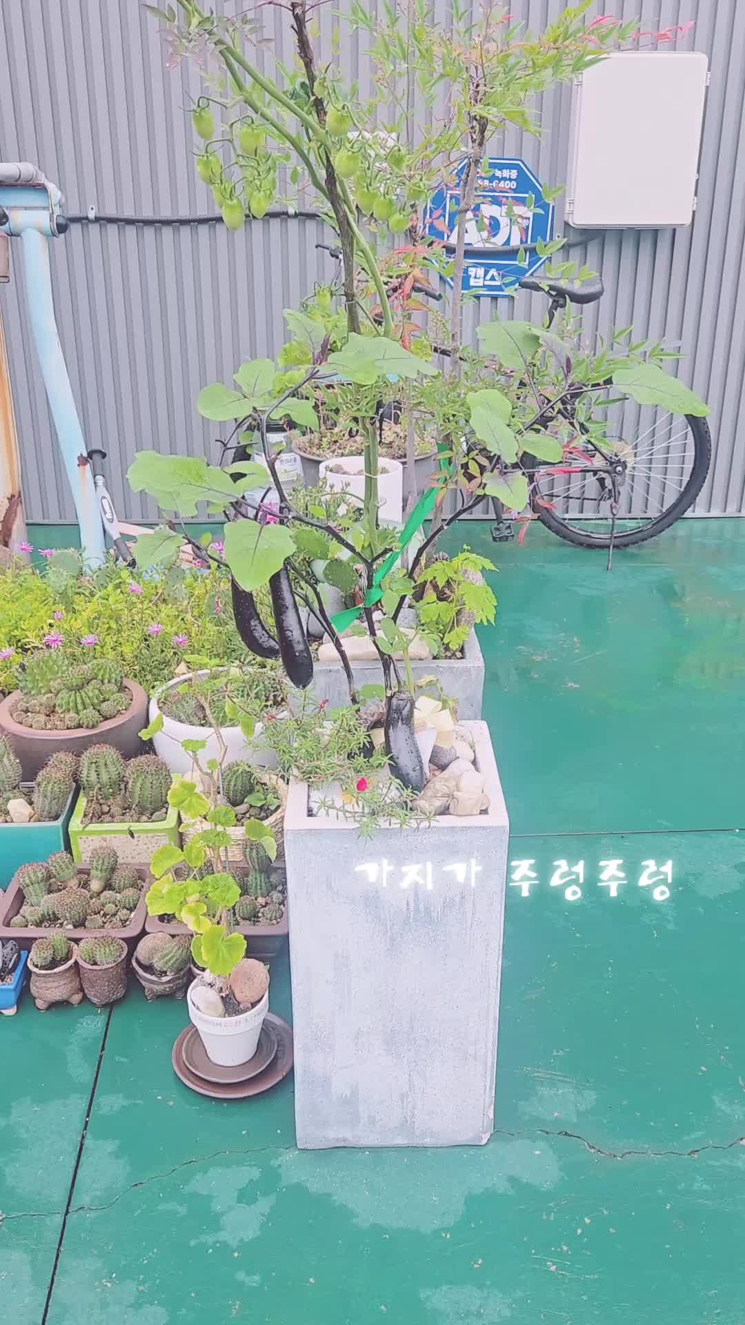 @백조 ~고상하고 우아하게 살자 ❤️ (김교흠)