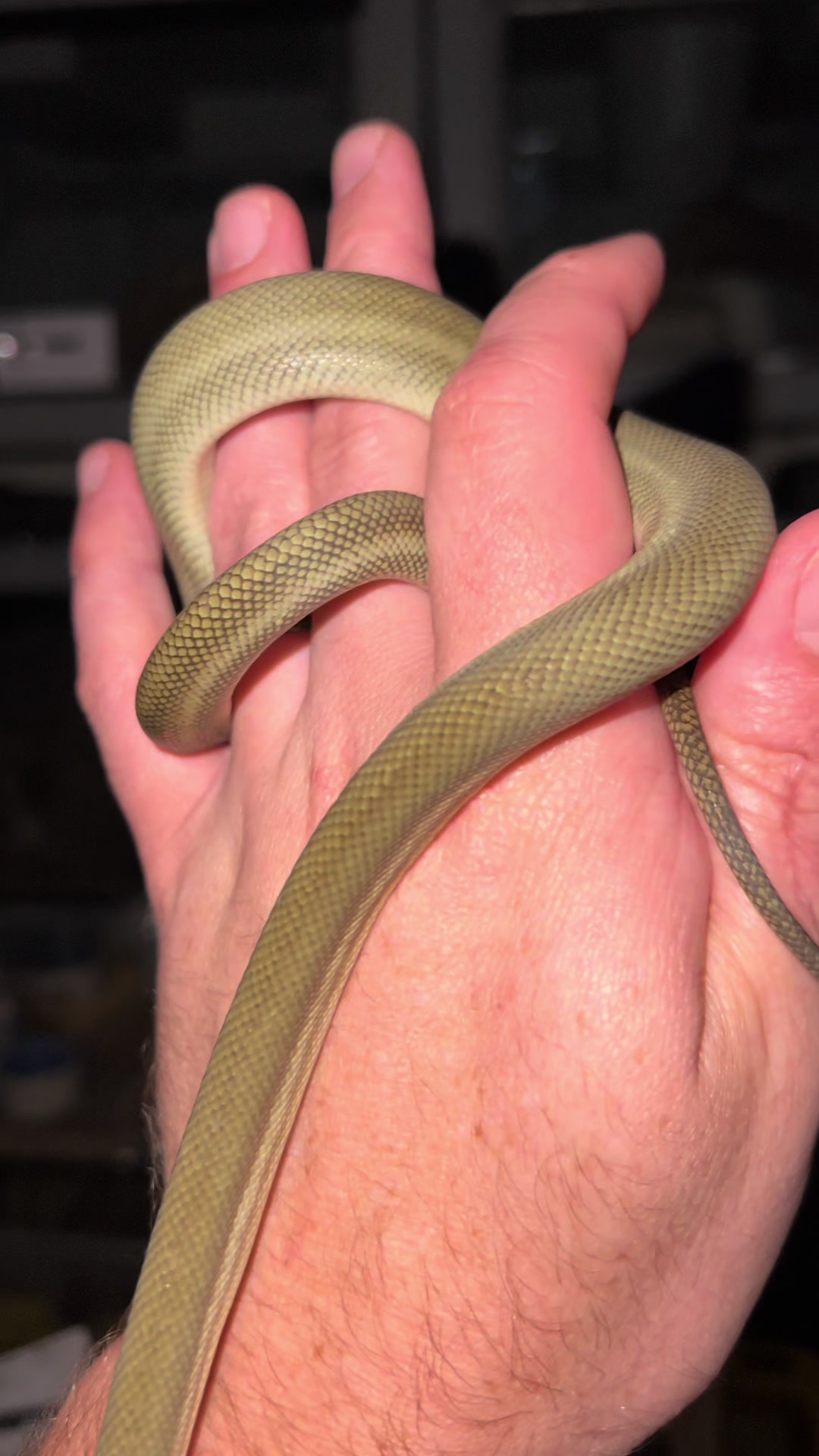 @rileys_reptiles
