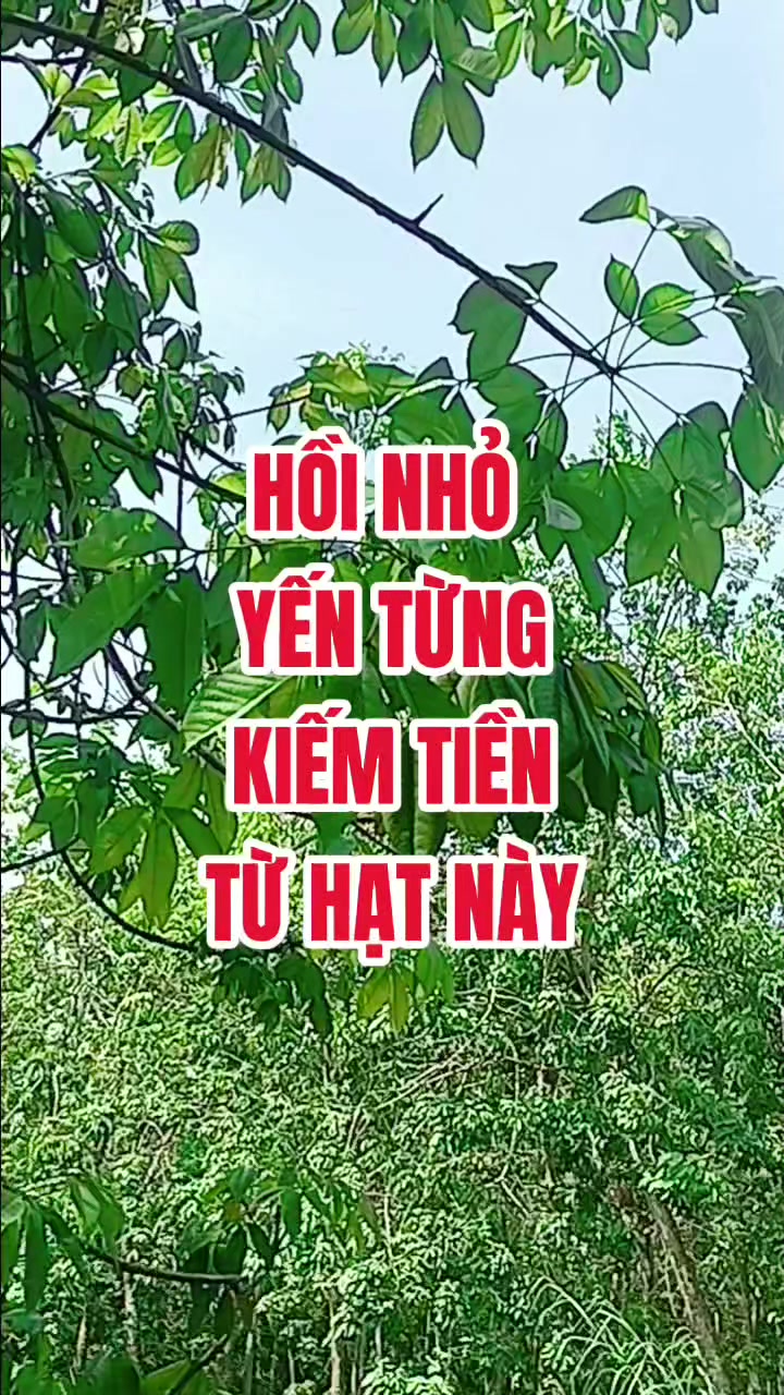 @Tạp hóa Khang Khang