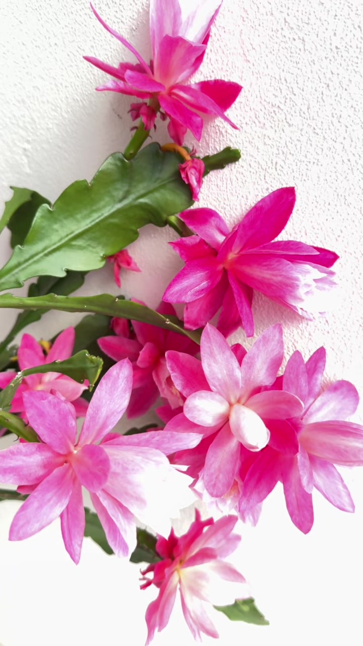 @Hanife Gen&ccedil; 🌺🍀🍀🌺