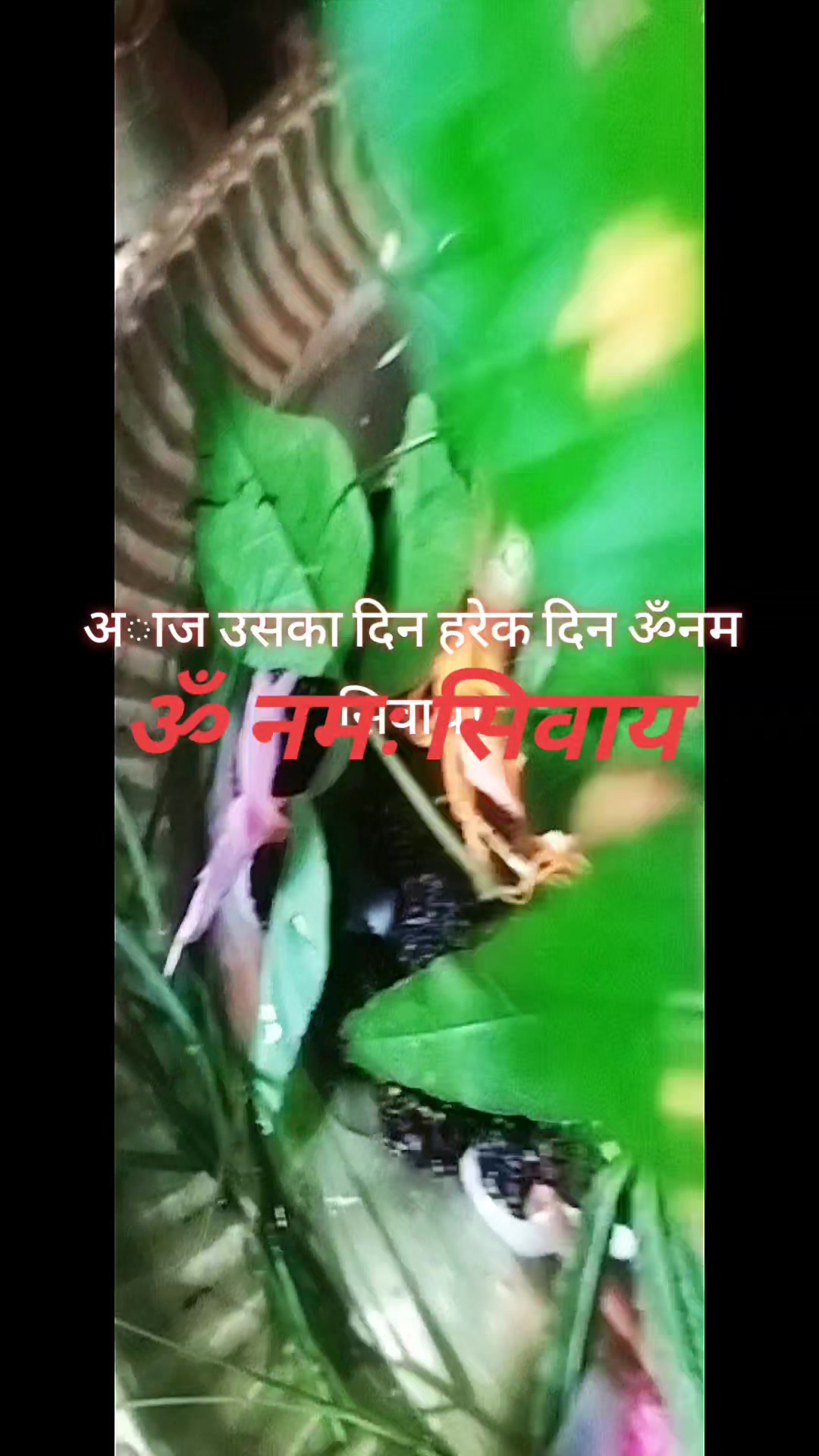 @🙏🌺Har Har Mahadev🌺 🙏