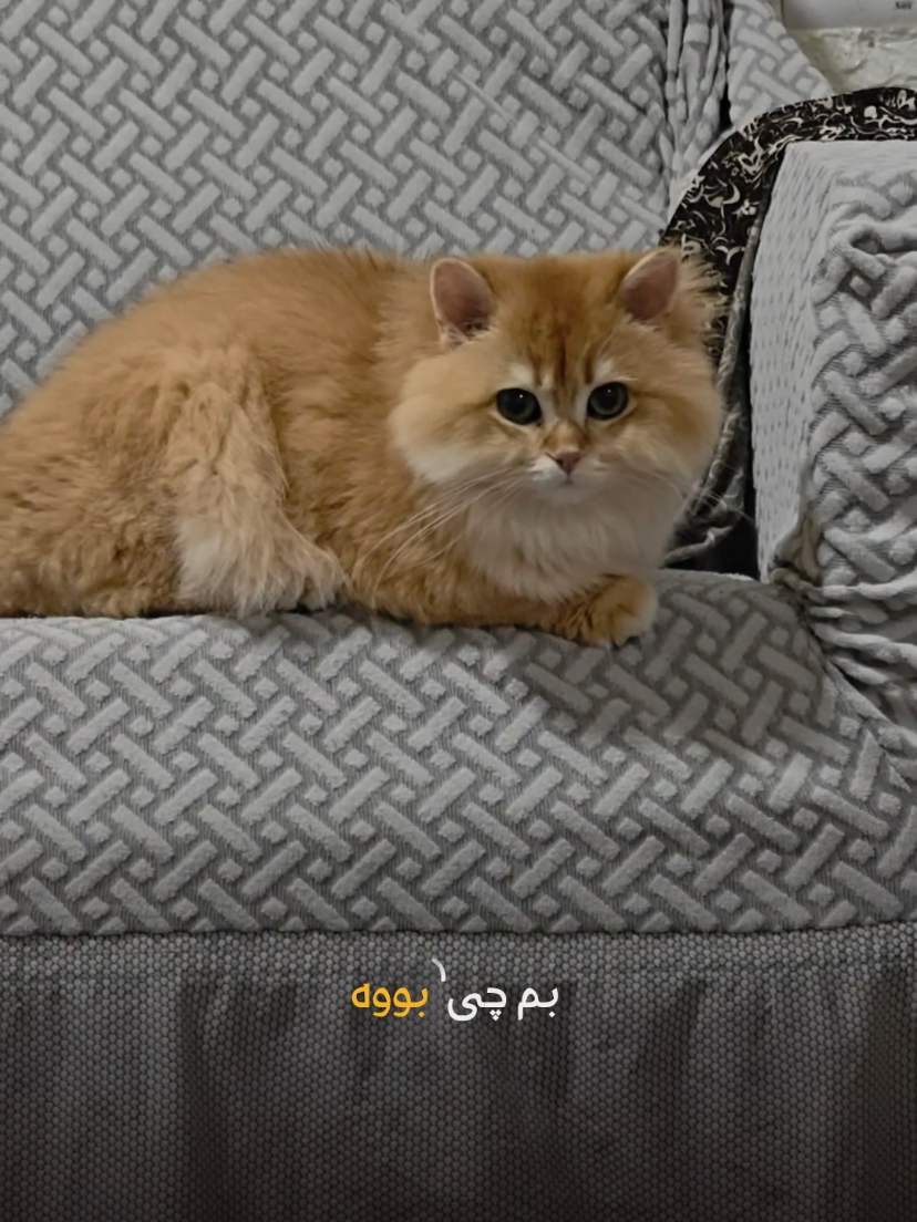 @سێ پشیلەکە🐾