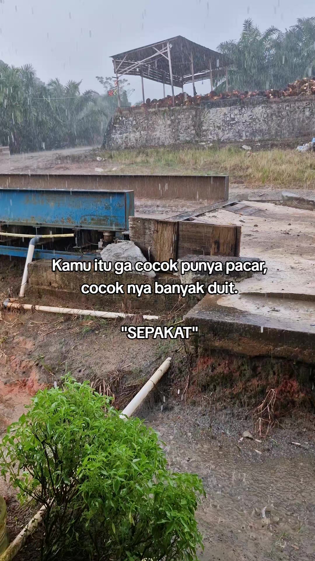 @Viii