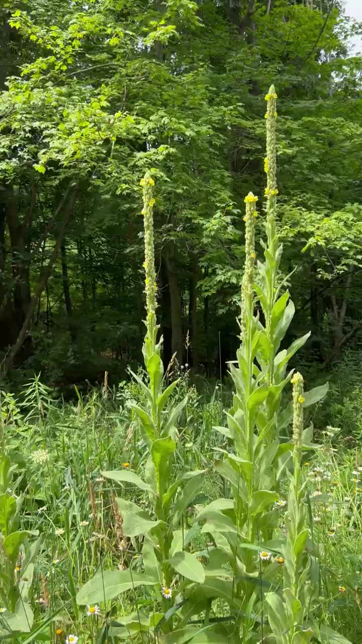 @Something in the Wild 🦬