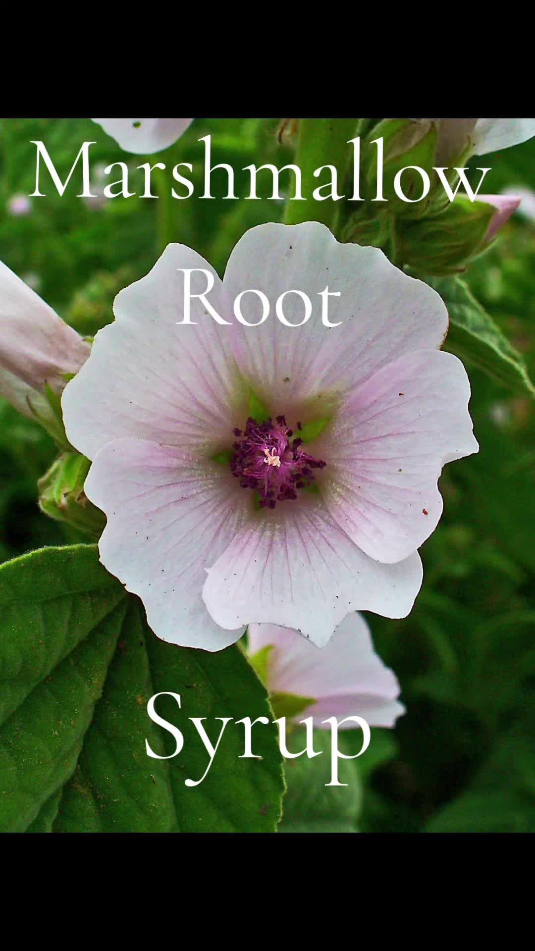 @Hagwitch Herbals