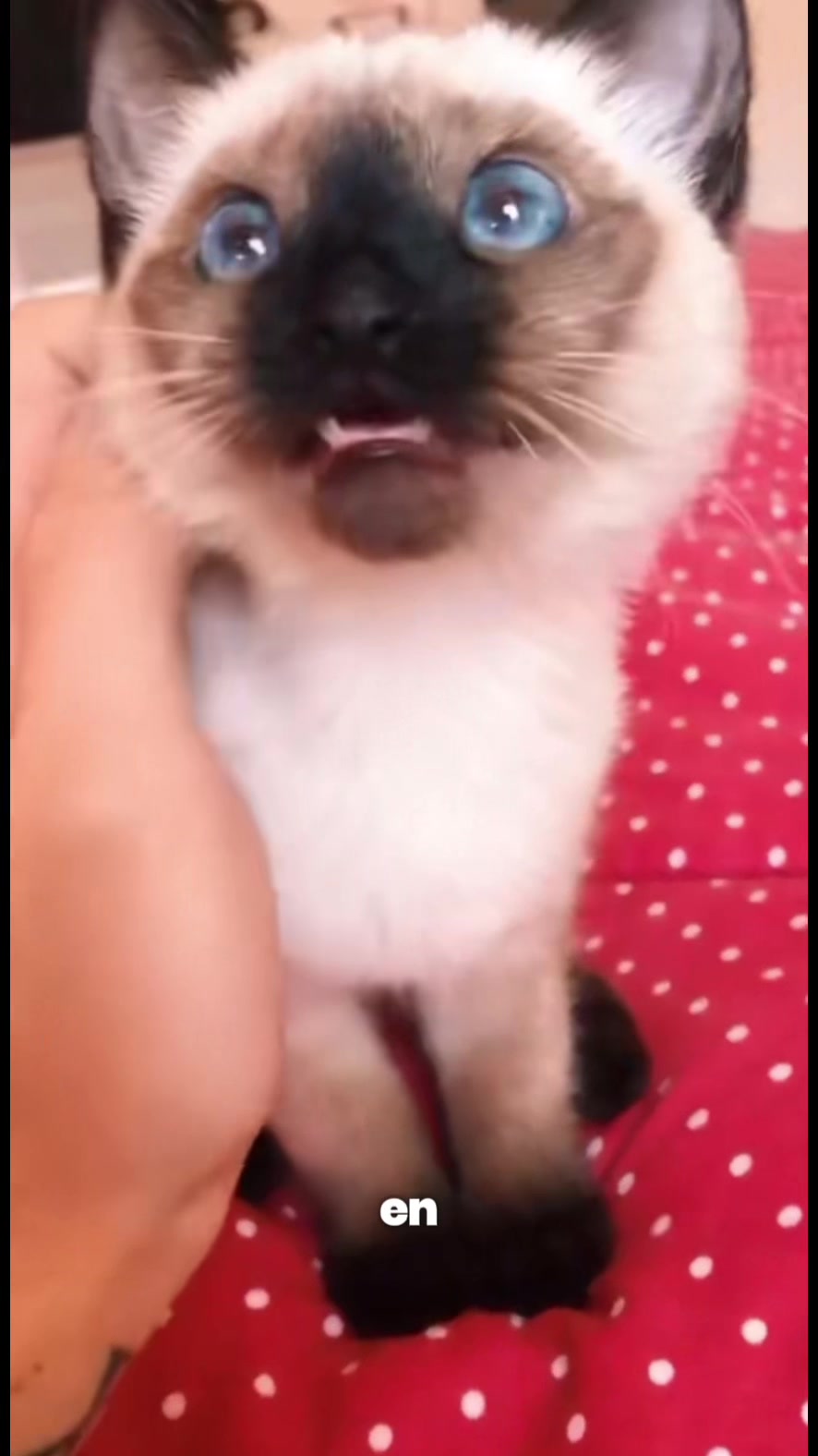 @- Alejandra  🐱💕