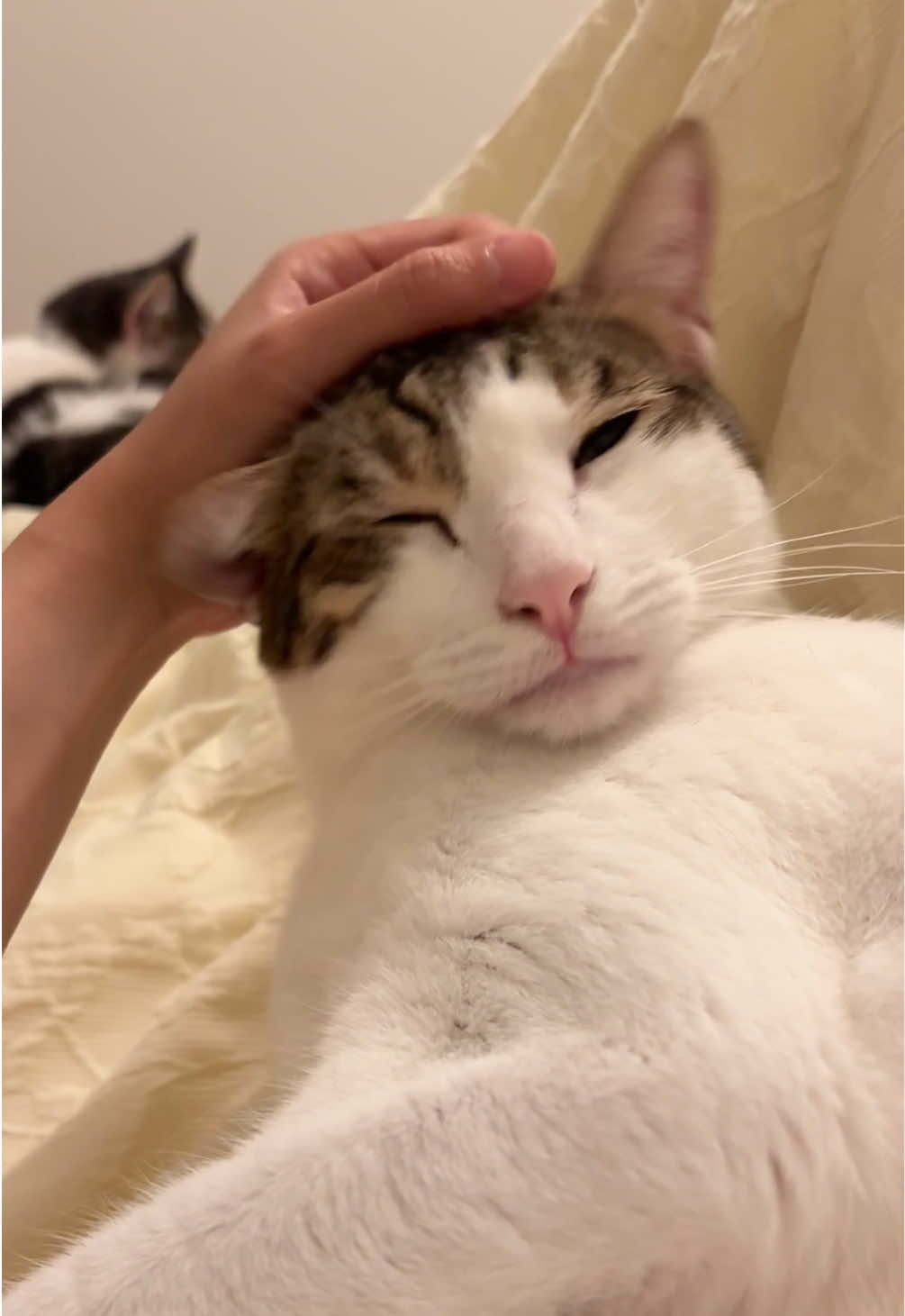 @Mimi Wawa Meow