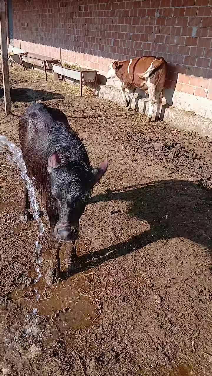 @COŞKUN HAYVANCILIK ÇORUM 19