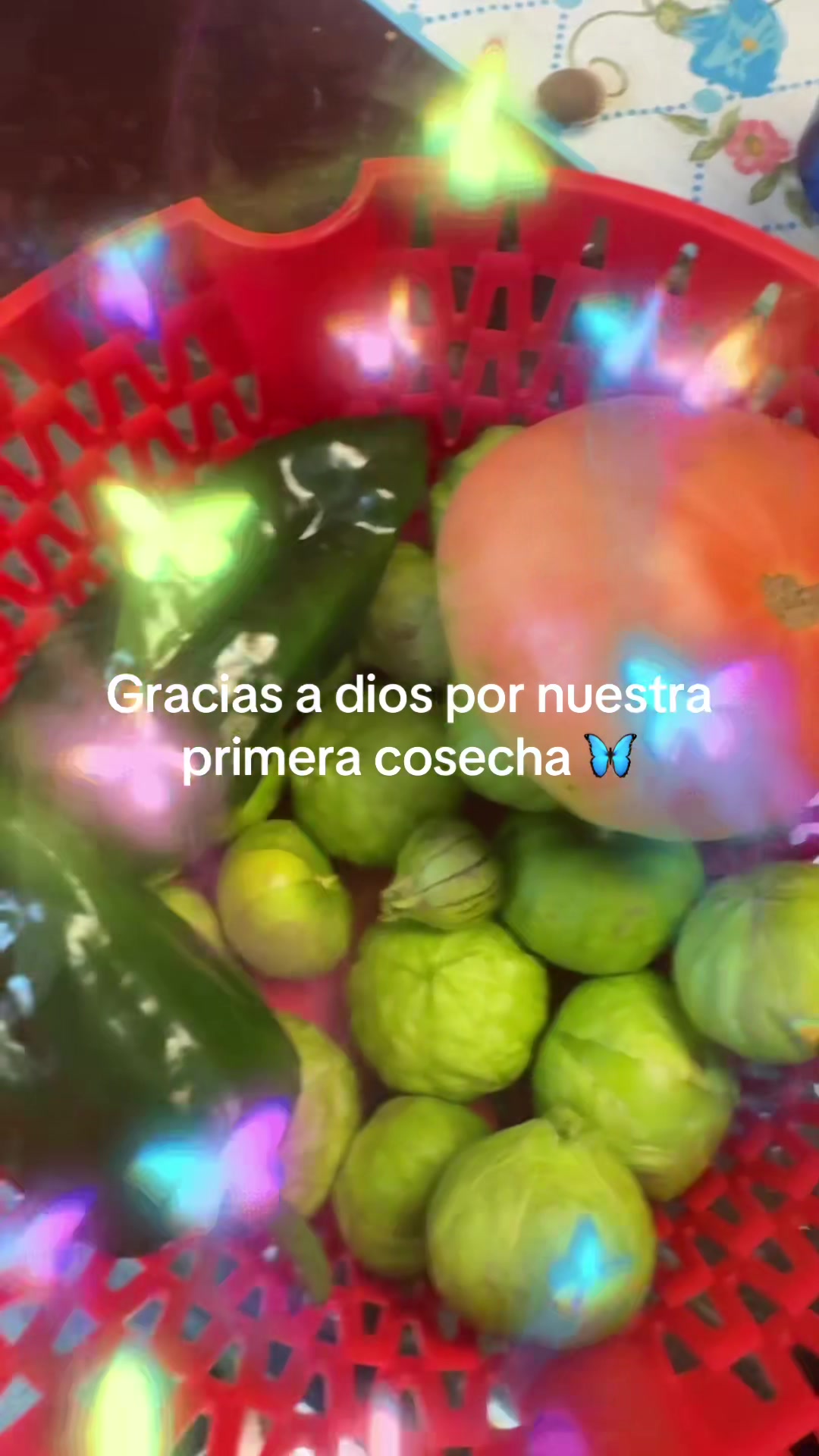 @China | La Coste&ntilde;a 🦋