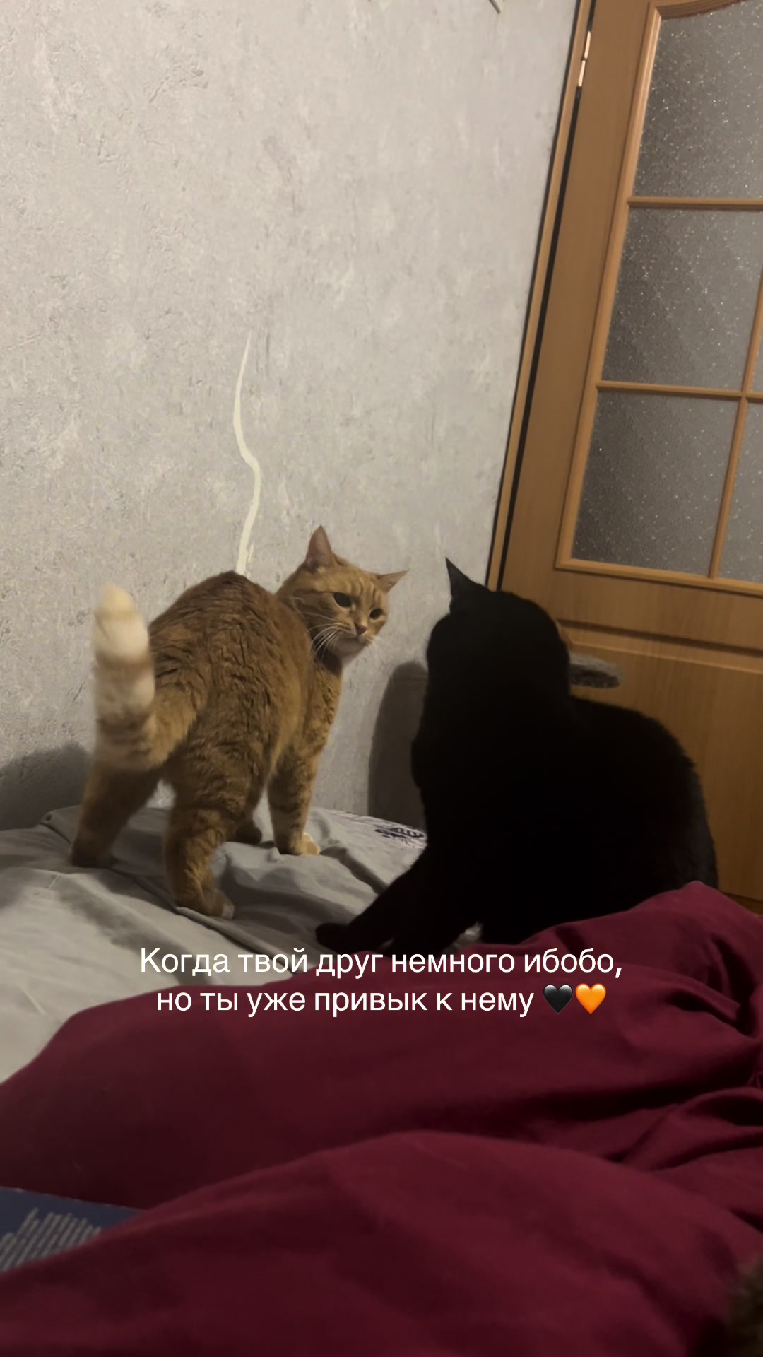@Оля & Co🐈⬛🐈