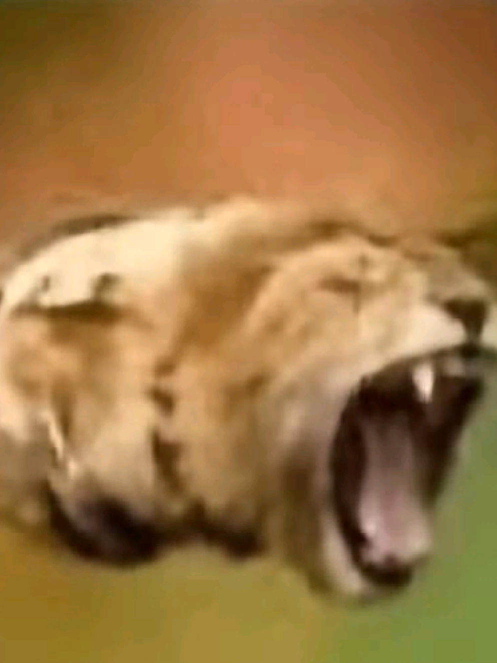 @Enzo Emanuel