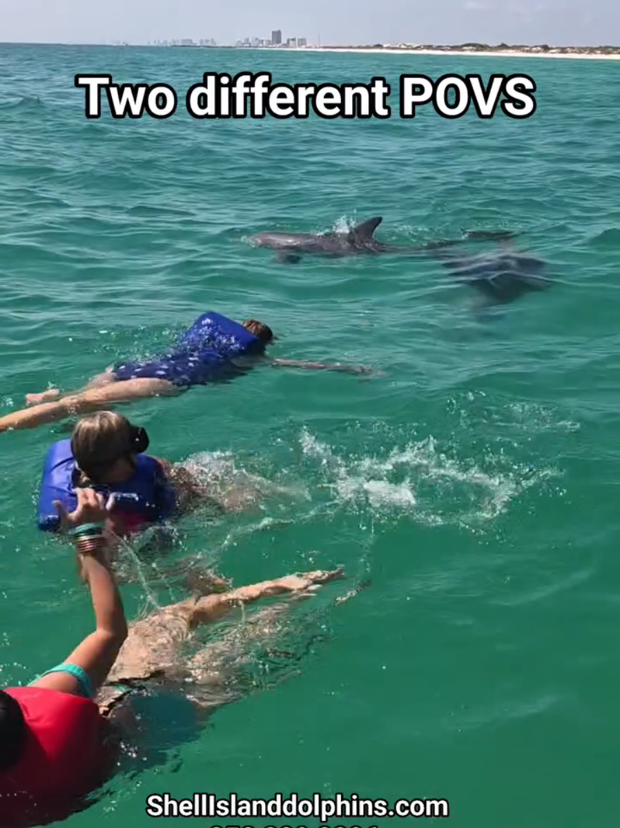 @Shell Island Dolphin Tours 🐬