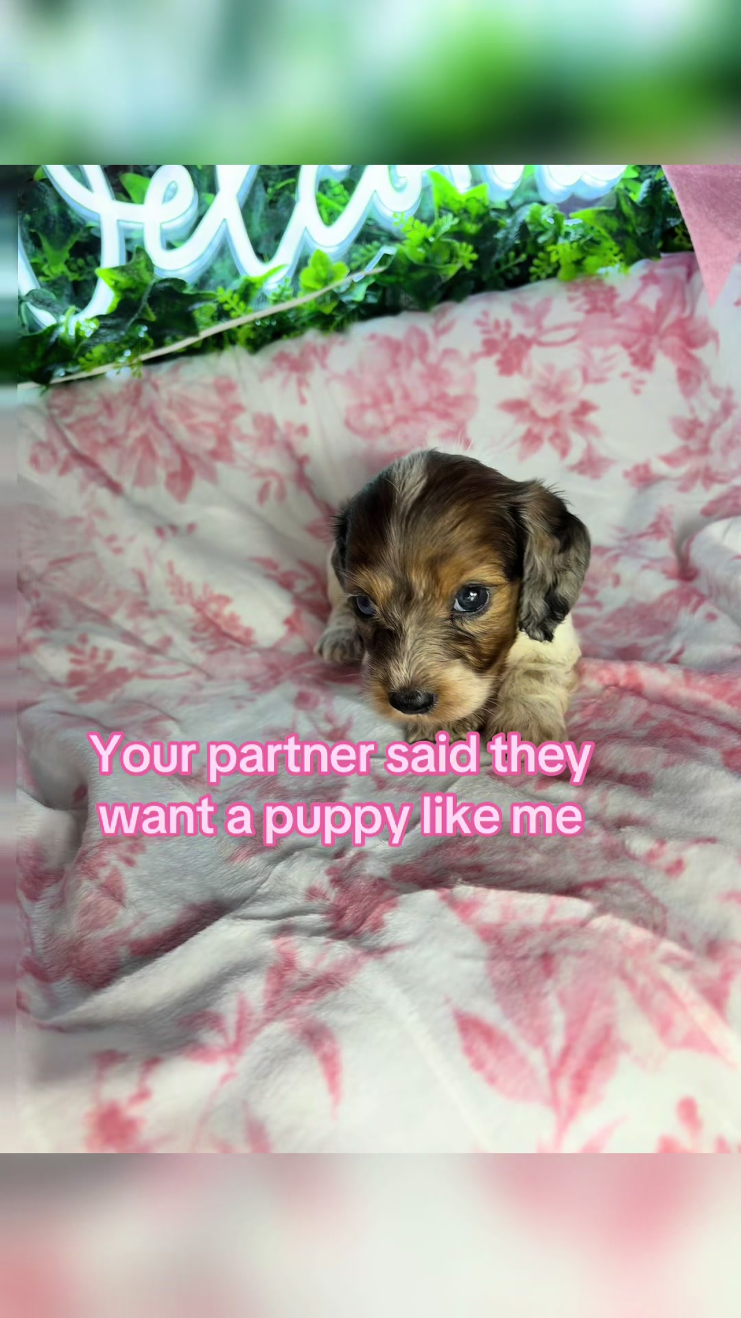 @MyDitzyDoxiesOfFlorida